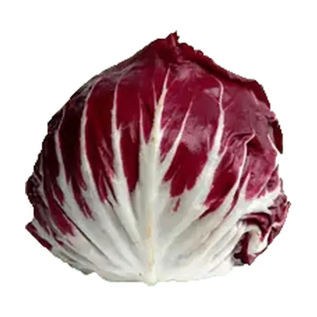 Radič 1kos