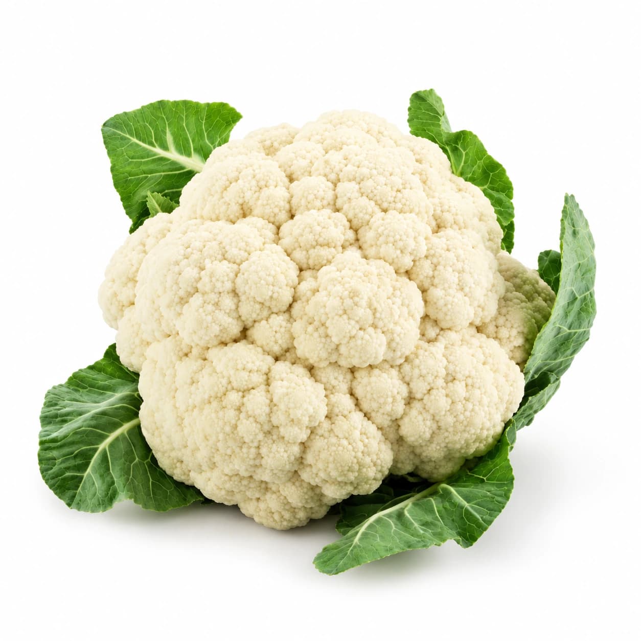 Cela cvetača s kremno belimi cvetovi in zelenimi listi ob vznožju na belem ozadju.