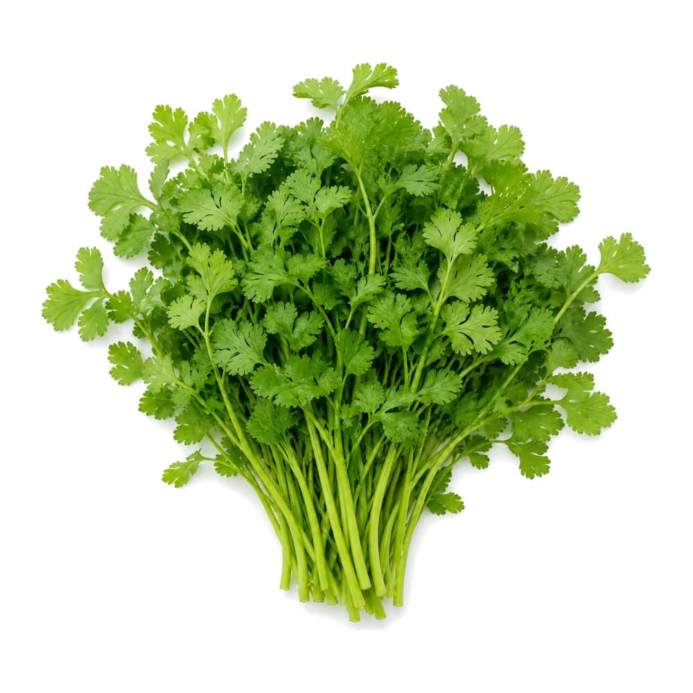 Koriander 100g